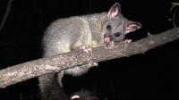 I Possum Removal Melbourne image 5